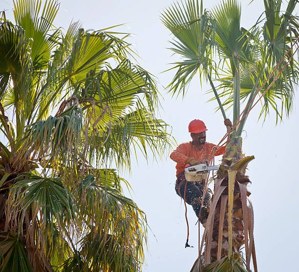 Best Tree Disease Treatment  in Kenton, OH